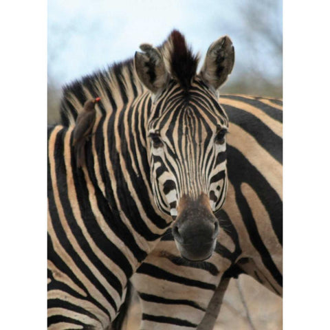 Sarari Zebra I Black Modern Wood Framed Art Print with Double Matting by Underdahl, Dana