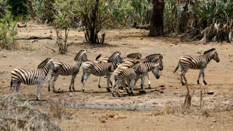 Safari Zebras Group I Black Ornate Wood Framed Art Print with Double Matting by Underdahl, Dana