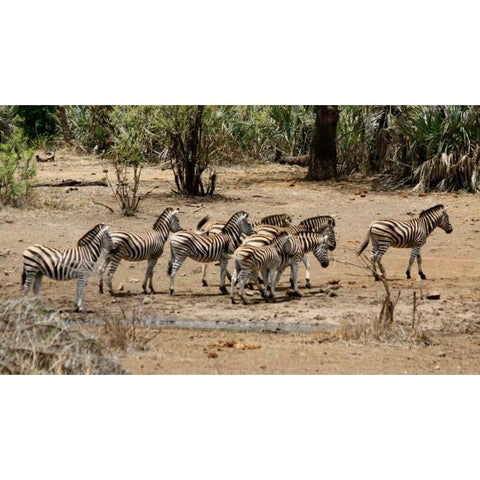 Safari Zebras Group I White Modern Wood Framed Art Print by Underdahl, Dana