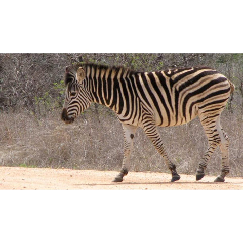 Safari Zebra II Black Modern Wood Framed Art Print with Double Matting by Underdahl, Dana