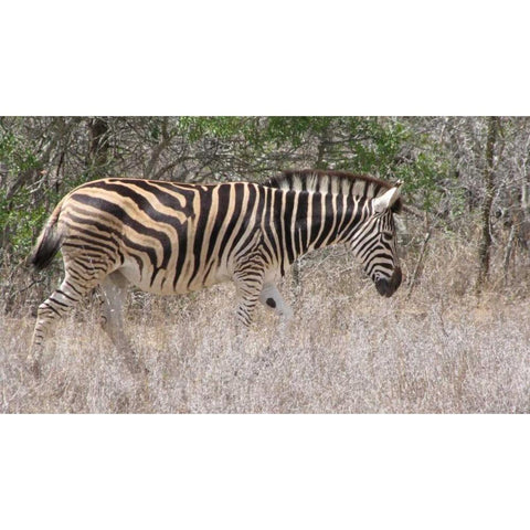 Safari Zebra III White Modern Wood Framed Art Print by Underdahl, Dana