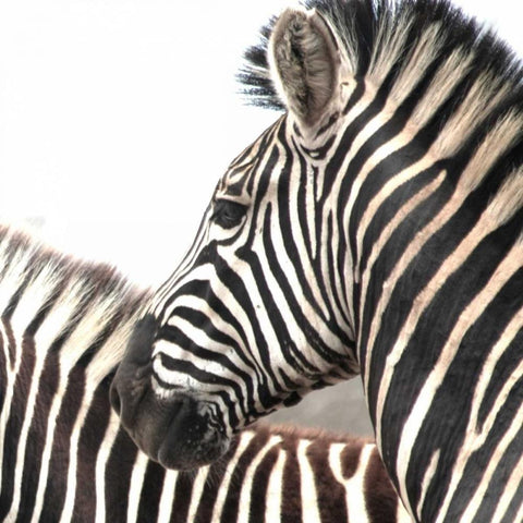 Sarari Zebra V White Modern Wood Framed Art Print by Underdahl, Dana