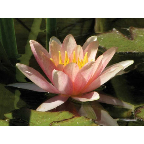 Pink Water Lily Black Modern Wood Framed Art Print with Double Matting by Underdahl, Dana