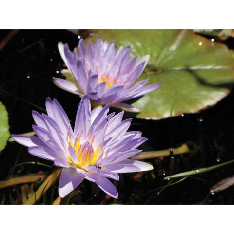 Violet Water Lily I Black Modern Wood Framed Art Print with Double Matting by Underdahl, Dana