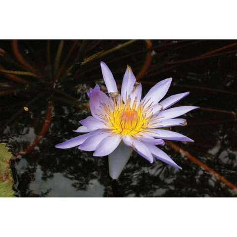 Violet Water Lily II Gold Ornate Wood Framed Art Print with Double Matting by Underdahl, Dana