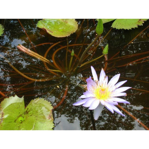 Violet Water Lily III White Modern Wood Framed Art Print by Underdahl, Dana