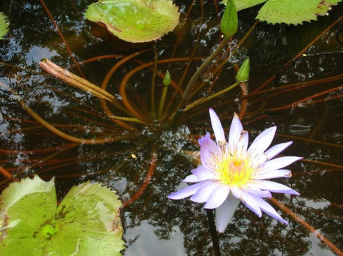 Violet Water Lily III Black Ornate Wood Framed Art Print with Double Matting by Underdahl, Dana