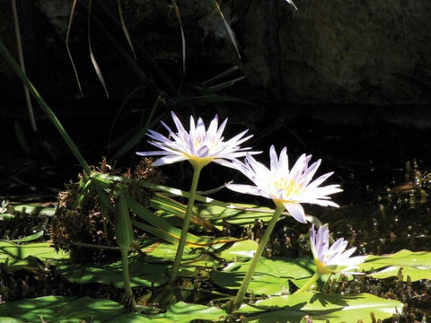 Violet Water Lily IV White Modern Wood Framed Art Print with Double Matting by Underdahl, Dana