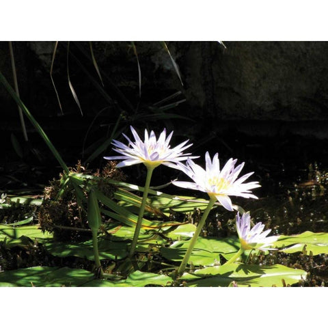 Violet Water Lily IV White Modern Wood Framed Art Print by Underdahl, Dana