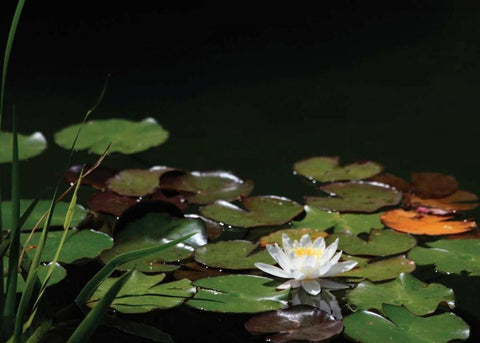 White Water Lily I Black Ornate Wood Framed Art Print with Double Matting by Underdahl, Dana