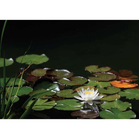 White Water Lily I Black Modern Wood Framed Art Print with Double Matting by Underdahl, Dana