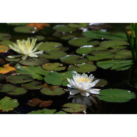 White Water Lily II White Modern Wood Framed Art Print by Underdahl, Dana