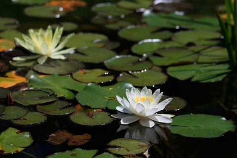 White Water Lily II Black Ornate Wood Framed Art Print with Double Matting by Underdahl, Dana