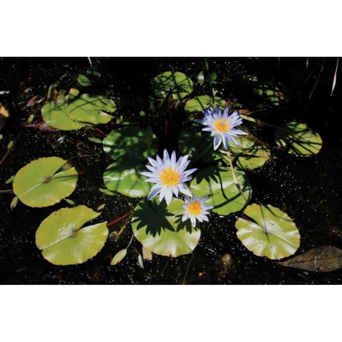 Blue Water Lily I Black Modern Wood Framed Art Print with Double Matting by Underdahl, Dana