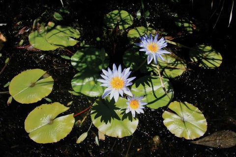 Blue Water Lily I Black Ornate Wood Framed Art Print with Double Matting by Underdahl, Dana