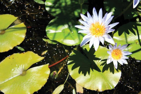 Blue Water Lily II White Modern Wood Framed Art Print with Double Matting by Underdahl, Dana