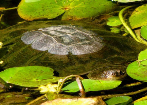 Water Lily Turtle White Modern Wood Framed Art Print with Double Matting by Underdahl, Dana