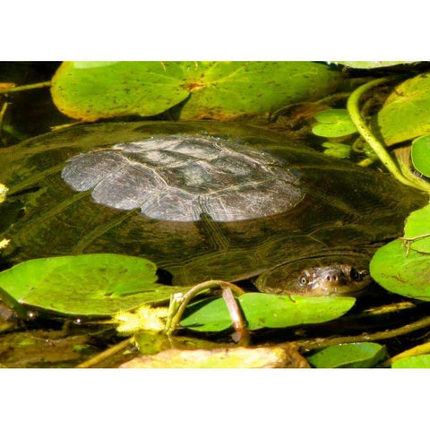 Water Lily Turtle Gold Ornate Wood Framed Art Print with Double Matting by Underdahl, Dana