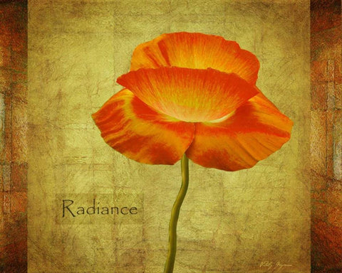 Dancing Poppy Radiance White Modern Wood Framed Art Print with Double Matting by Geyman, Vitaly