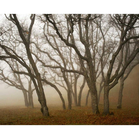 Misty Oaks I White Modern Wood Framed Art Print by Geyman, Vitaly