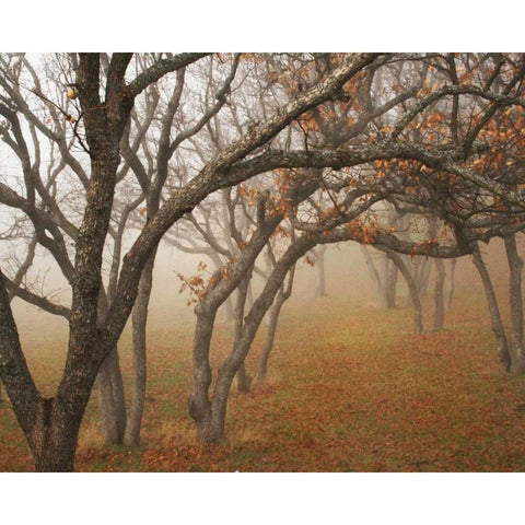 Misty Oaks II White Modern Wood Framed Art Print by Geyman, Vitaly