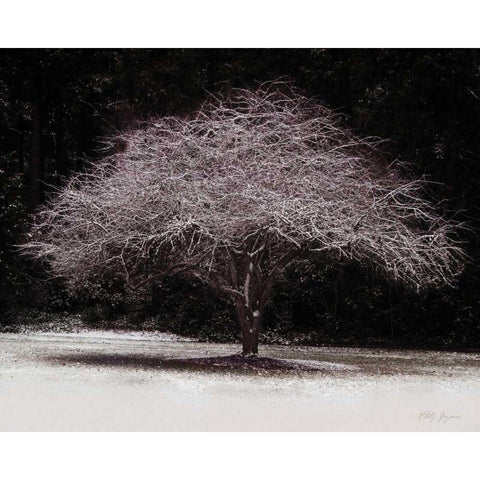 Japanese Maple Black Modern Wood Framed Art Print with Double Matting by Geyman, Vitaly