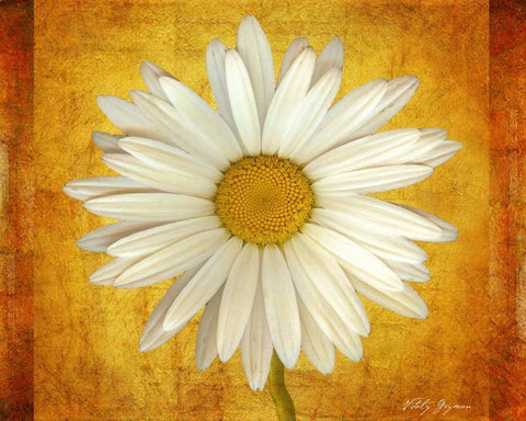 Daisy in Gold White Modern Wood Framed Art Print with Double Matting by Geyman, Vitaly