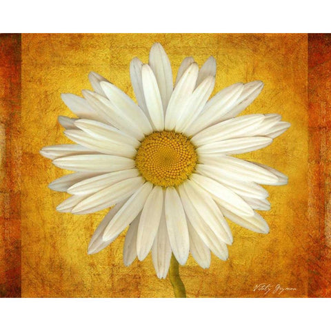 Daisy in Gold Black Modern Wood Framed Art Print with Double Matting by Geyman, Vitaly