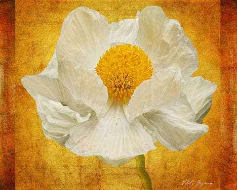 Poppy in Gold White Modern Wood Framed Art Print with Double Matting by Geyman, Vitaly