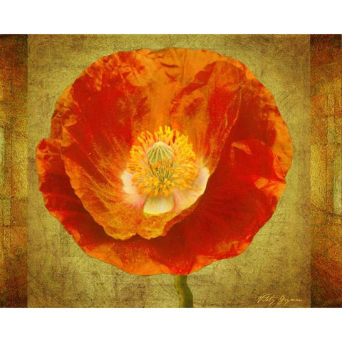 Sun Poppy I White Modern Wood Framed Art Print by Geyman, Vitaly