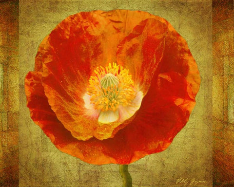 Sun Poppy I White Modern Wood Framed Art Print with Double Matting by Geyman, Vitaly