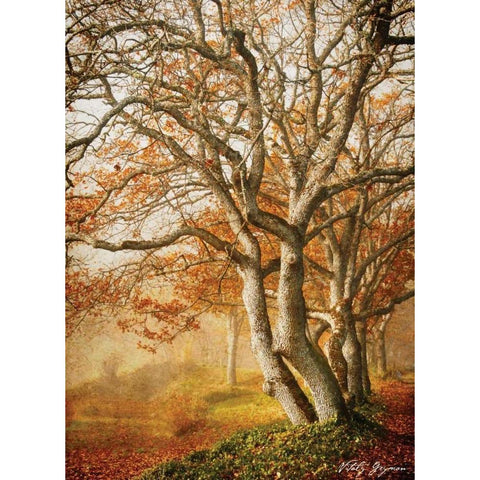 In the Mist II White Modern Wood Framed Art Print by Geyman, Vitaly