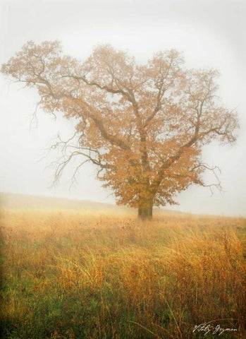 Autumn Mist II White Modern Wood Framed Art Print with Double Matting by Geyman, Vitaly