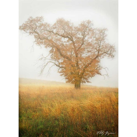 Autumn Mist II White Modern Wood Framed Art Print by Geyman, Vitaly