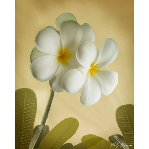 Oriental Plumeria I Black Modern Wood Framed Art Print with Double Matting by Geyman, Vitaly