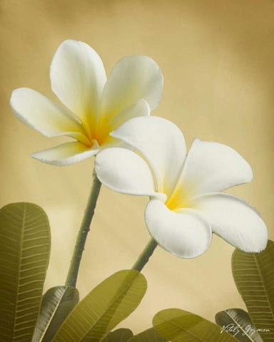 Oriental Plumeria II White Modern Wood Framed Art Print with Double Matting by Geyman, Vitaly