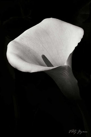 Calla Lily II White Modern Wood Framed Art Print with Double Matting by Geyman, Vitaly