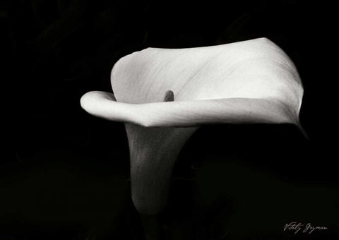 Calla Lily III Black Ornate Wood Framed Art Print with Double Matting by Geyman, Vitaly