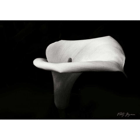 Calla Lily III White Modern Wood Framed Art Print by Geyman, Vitaly