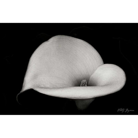 Calla Lily IV White Modern Wood Framed Art Print by Geyman, Vitaly