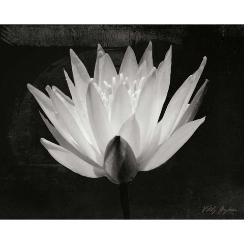 Glowing Lotus I White Modern Wood Framed Art Print by Geyman, Vitaly