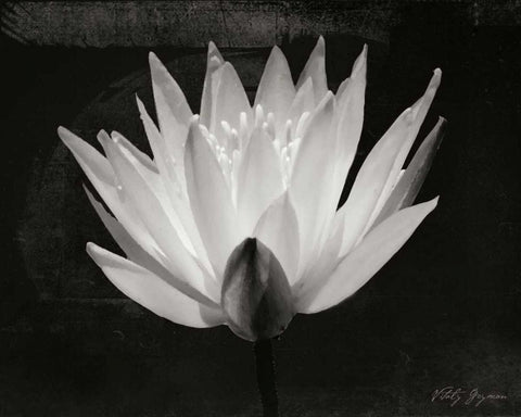 Glowing Lotus I Black Ornate Wood Framed Art Print with Double Matting by Geyman, Vitaly