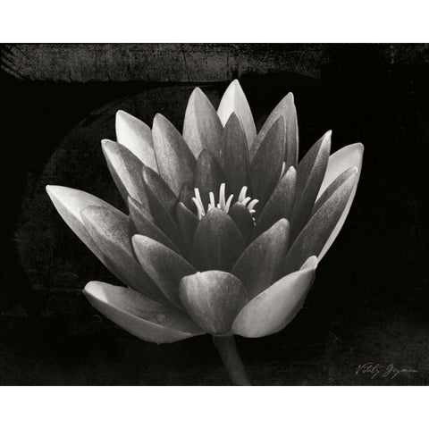 Glowing Lotus II Black Modern Wood Framed Art Print with Double Matting by Geyman, Vitaly