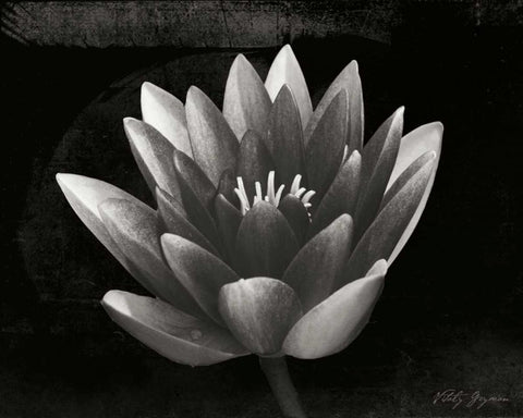 Glowing Lotus II Black Ornate Wood Framed Art Print with Double Matting by Geyman, Vitaly