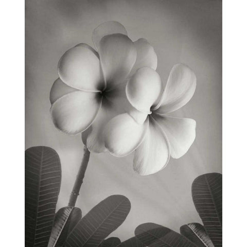 Plumeria I Gold Ornate Wood Framed Art Print with Double Matting by Geyman, Vitaly