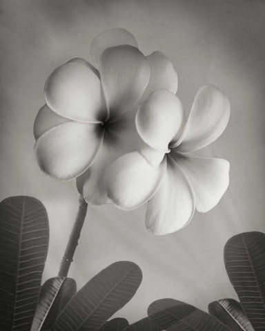 Plumeria I White Modern Wood Framed Art Print with Double Matting by Geyman, Vitaly