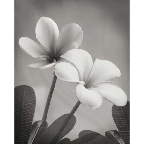 Plumeria II Gold Ornate Wood Framed Art Print with Double Matting by Geyman, Vitaly