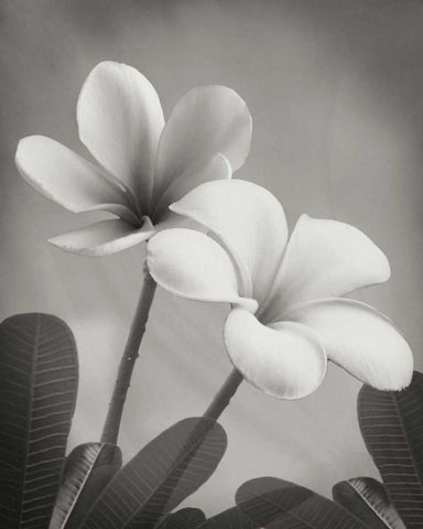 Plumeria II White Modern Wood Framed Art Print with Double Matting by Geyman, Vitaly