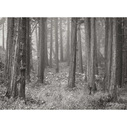 Pine Tree Grove II BandW Black Modern Wood Framed Art Print with Double Matting by Geyman, Vitaly