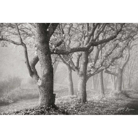 Tree in the Mist BandW Black Modern Wood Framed Art Print with Double Matting by Geyman, Vitaly